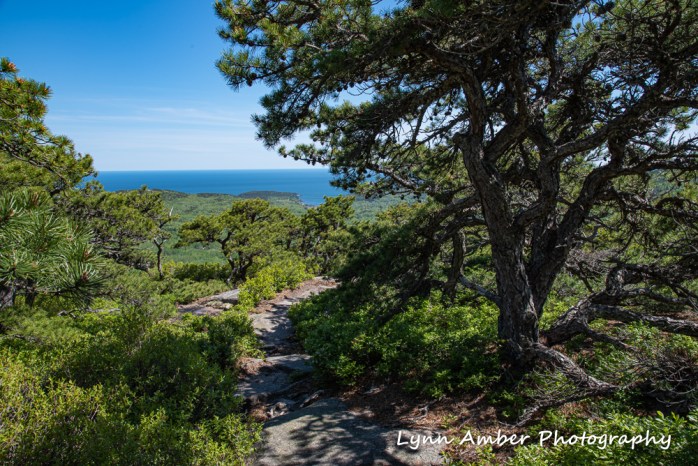 South Ridge Dorr Mountain trail (1 of 1)