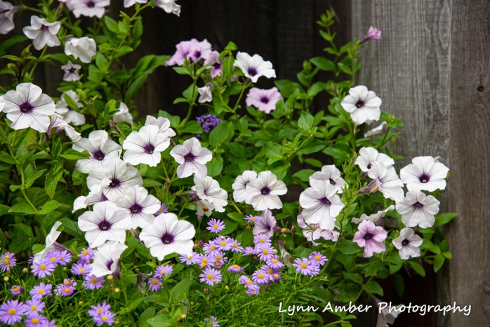 Thuya and Witch Hole (1 of 13)