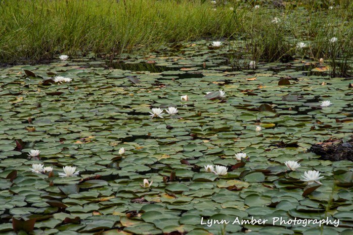 Thuya and Witch Hole (11 of 13)