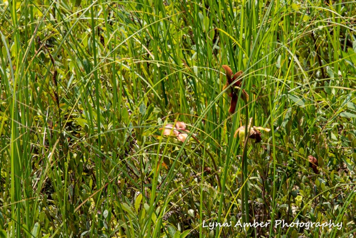 Thuya and Witch Hole (12 of 13)