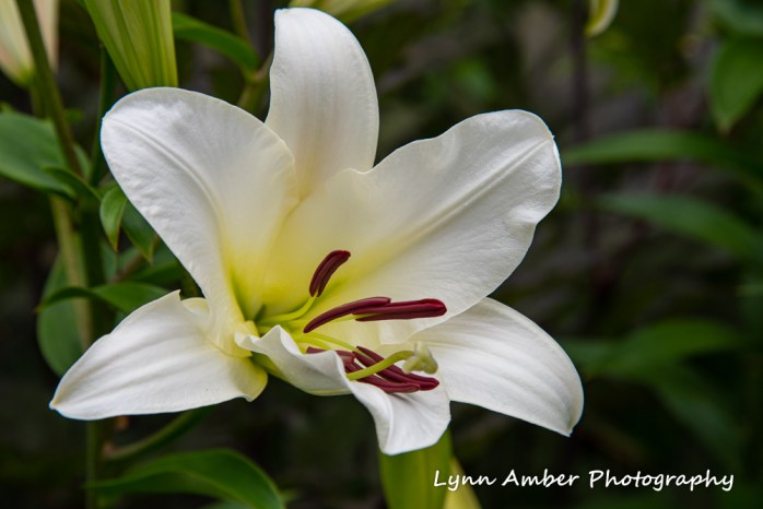 Thuya and Witch Hole (2 of 13)