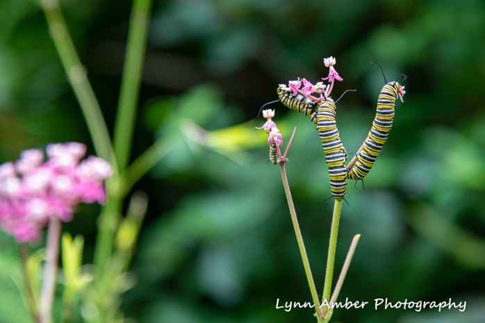 Thuya and Witch Hole (3 of 13)