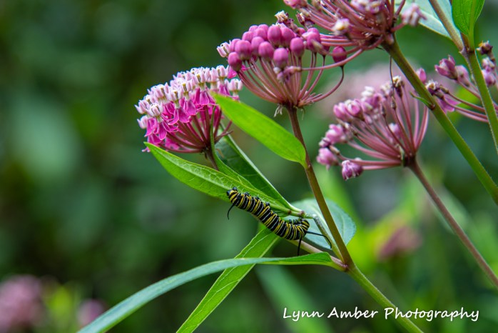 Thuya and Witch Hole (4 of 13)