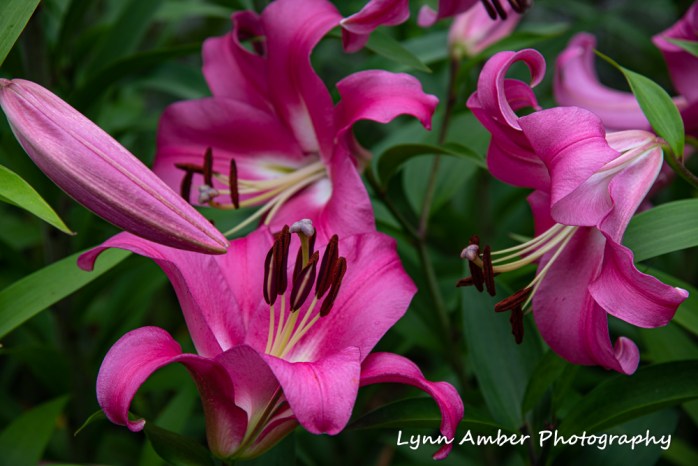 Thuya and Witch Hole (6 of 13)