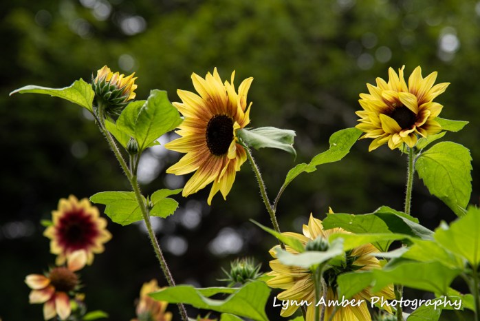 Thuya and Witch Hole (7 of 13)