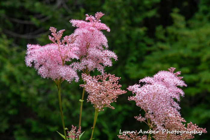 Thuya and Witch Hole (8 of 13)