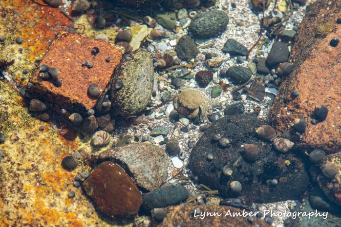 Tide Pools (3 of 4)