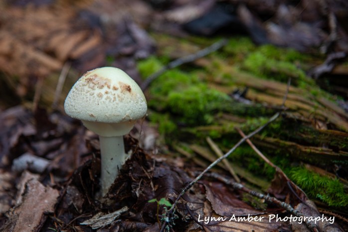 #9 A Mushroom still growing (1 of 1)