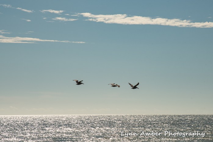 Edisto beach pelicans (1 of 1)