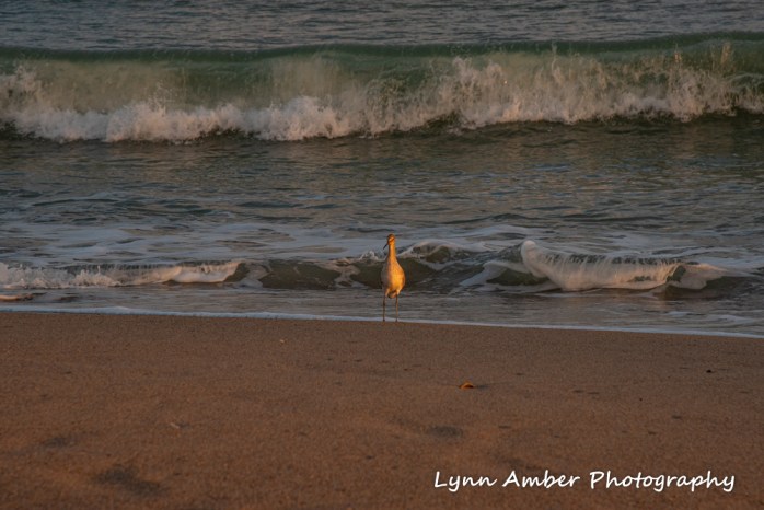 Edisto sunset 3 (1 of 1)