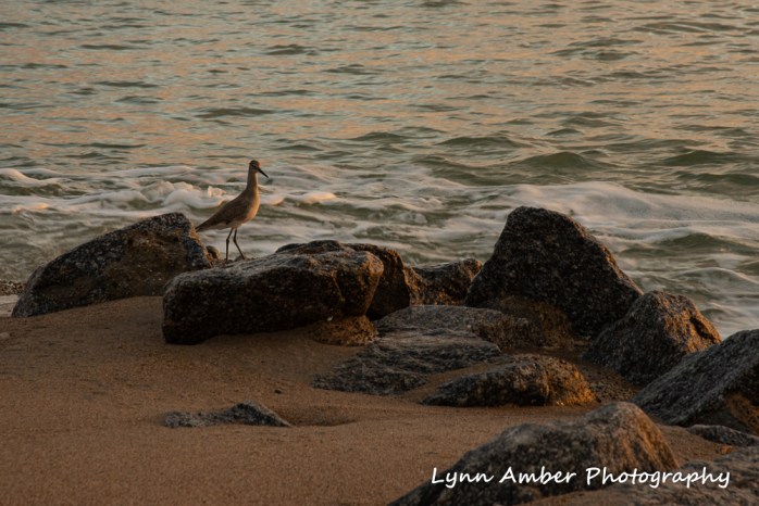 Edisto sunset 4 (1 of 1)
