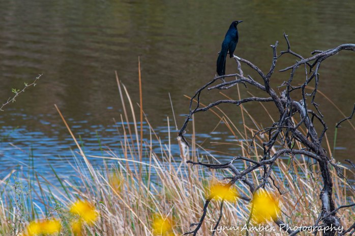 Assorted photos Tonto NF (2 of 13)