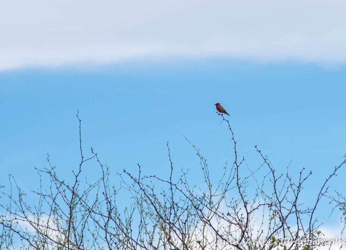Assorted photos Tonto NF (3 of 13)