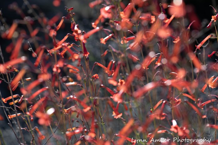 Assorted photos Tonto NF (8 of 13)