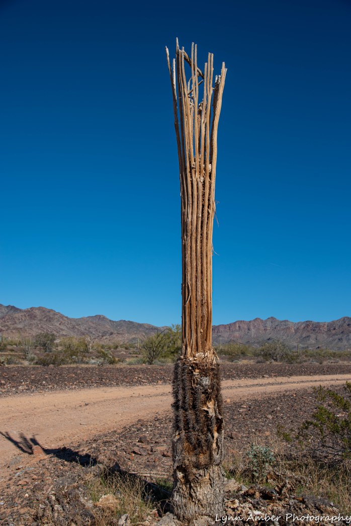 Bike to Dripping Springs (5 of 8)