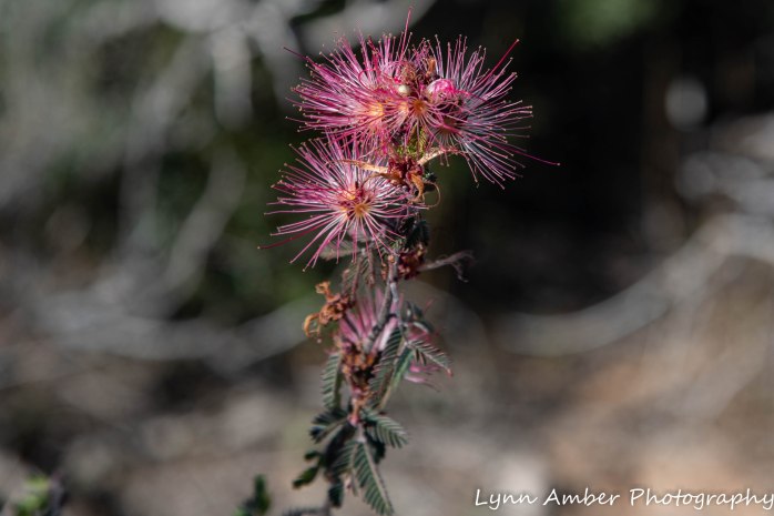 Bike to Dripping Springs (7 of 8)