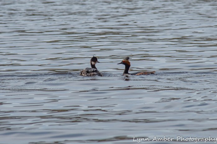 Canyone Lake Canoe (2 of 13)