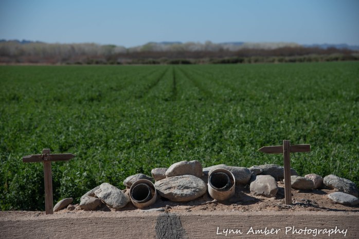 Cibola National Wildlife Refuge Burrowing Owl site