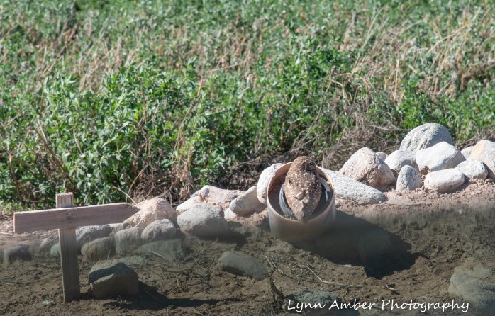Cibola National Wildlife Refuge Burrowing Owl