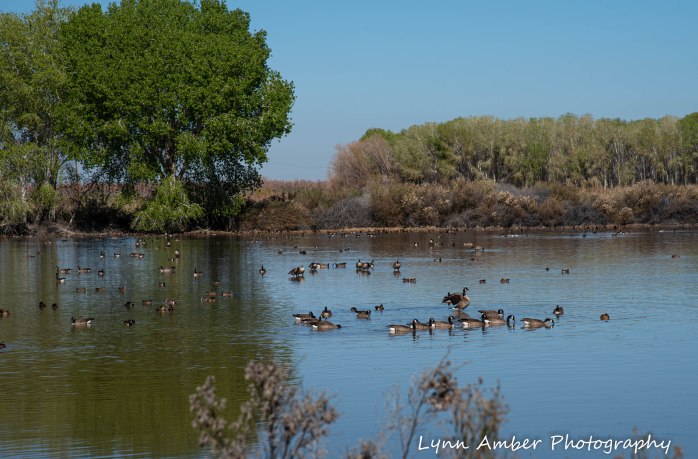 Cibola National Wildlife Refuge Canada Geese American Wigeon