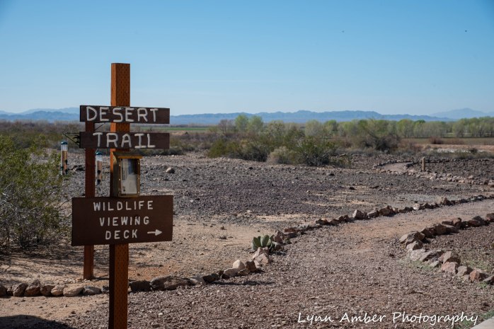 Cibola National Wildlife Refuge Desert Trail 2