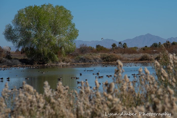 Cibola National Wildlife Refuge Geese