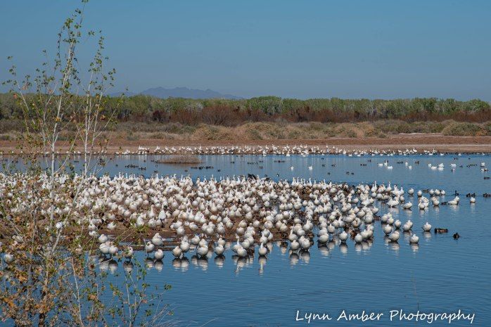 Cibola National Wildlife Refuge Goose Loop Auto Drive