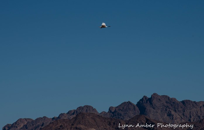 Cibola National Wildlife Refuge Great Egret in flight