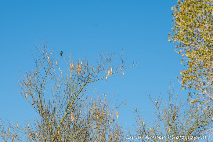 Cibola National Wildlife Refuge Hummingbird