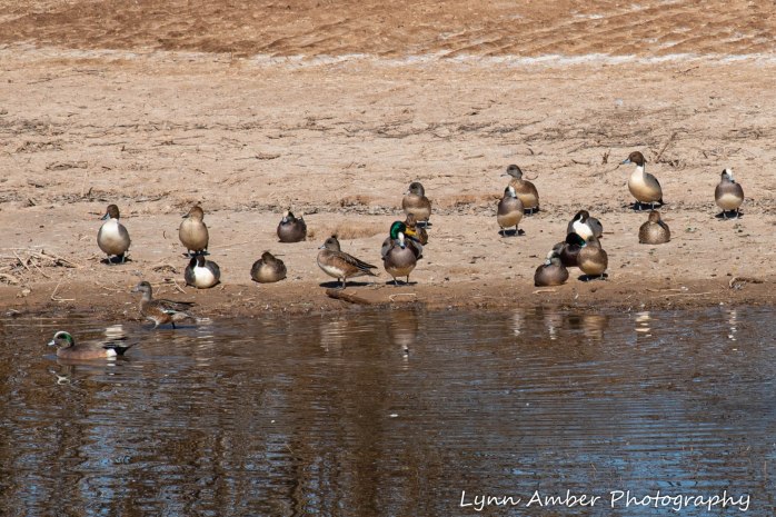 Cibola National Wildlife Refuge Northern Pintail Mallard American Wigeon