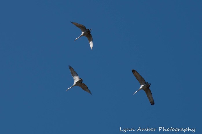 Cibola National Wildlife Refuge Sandhill Cranes 2