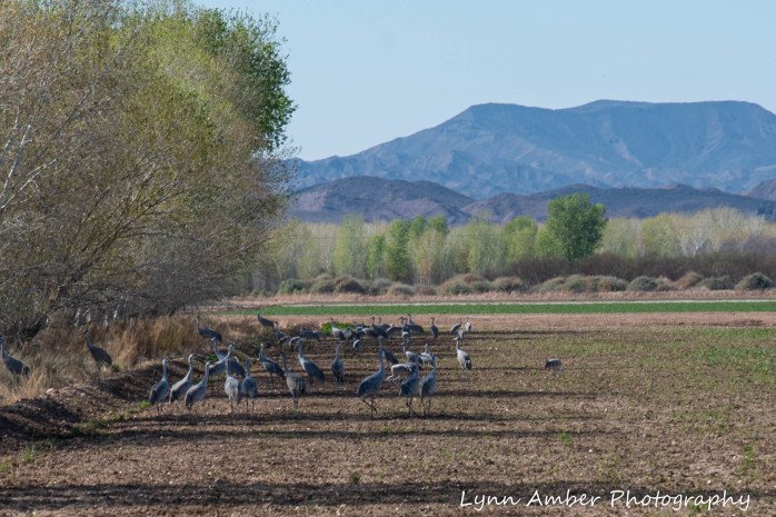 Cibola National Wildlife Refuge Sandhill Cranes in field