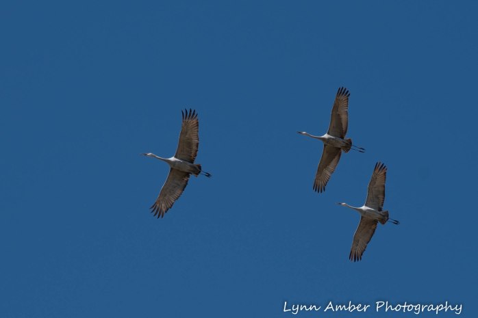 Cibola National Wildlife Refuge Sandhill Cranes