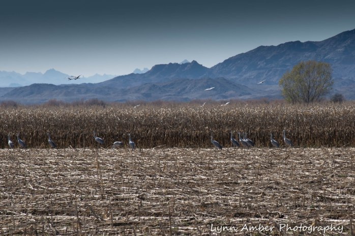 Cibola National Wildlife Refuge-Sandhills in corn field