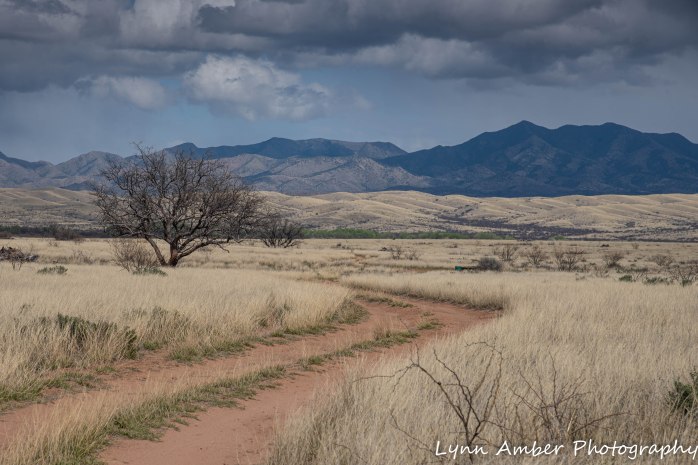 Las Cienegas dirt road (3 of 3)