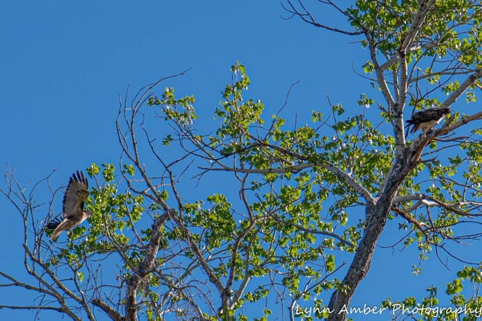 Las Cienegas Hawks (1 of 4)