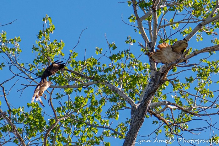 Las Cienegas Hawks (2 of 4)