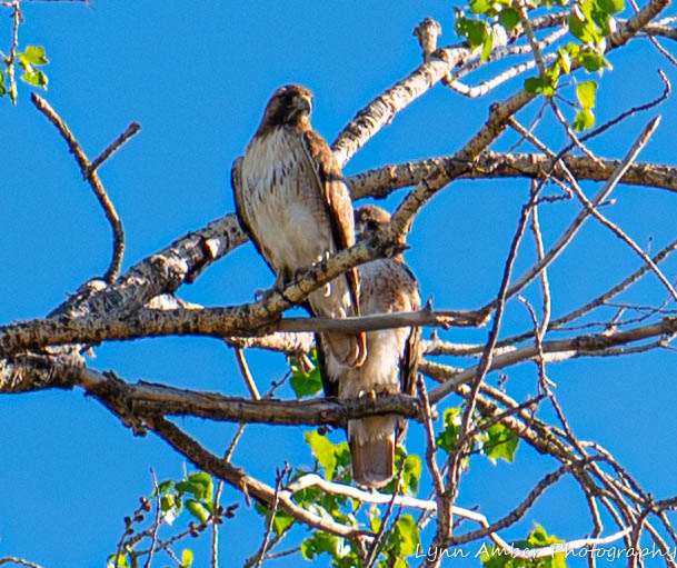 Las Cienegas Hawks (3 of 4)