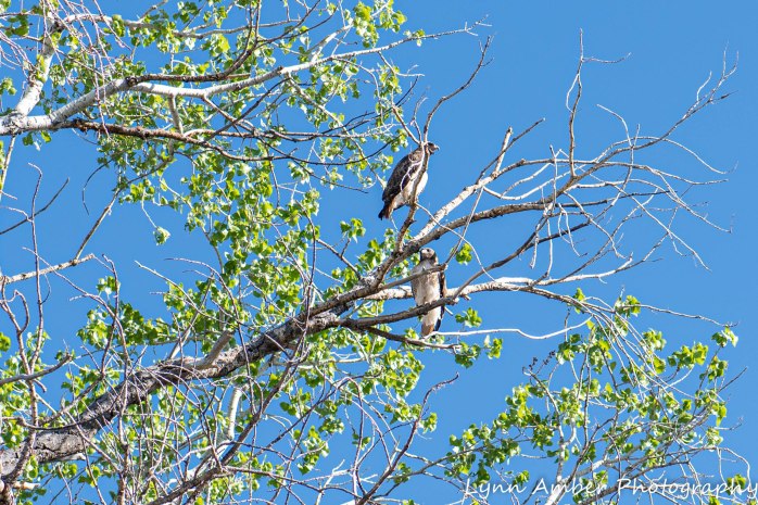 Las Cienegas Hawks (4 of 4)