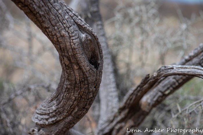 Las Cienegas hike 2 (1 of 5)