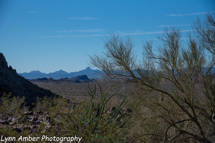 Palm Canyon (4 of 4)