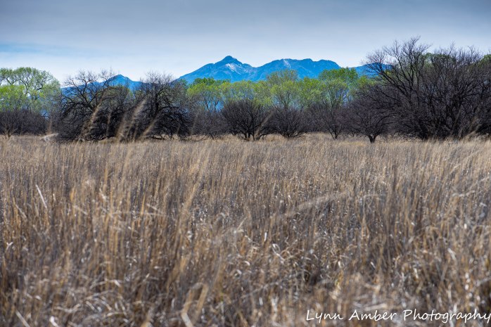 Photo of day 3.25.20 (3 of 4)