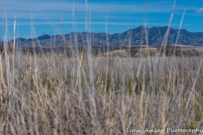 Photo of day 3.25.20 (4 of 4)