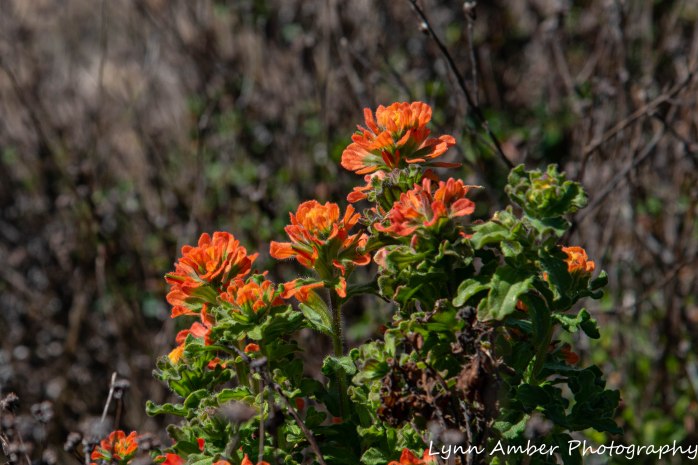 Point Lobos SNR (10 of 43)