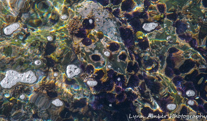 Point Lobos SNR (14 of 43)