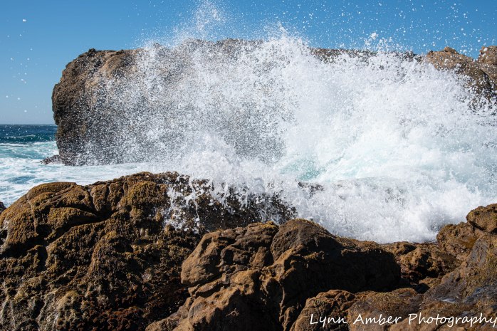 Point Lobos SNR (15 of 43)
