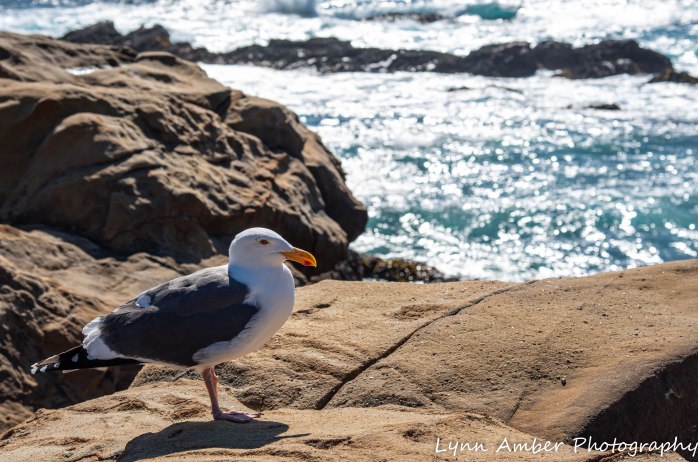 Point Lobos SNR (19 of 43)