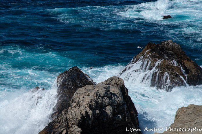 Point Lobos SNR (2 of 43)