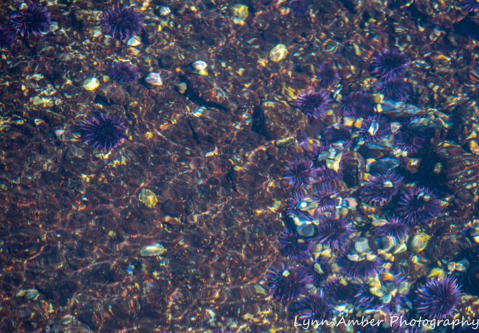 Point Lobos SNR (25 of 43)