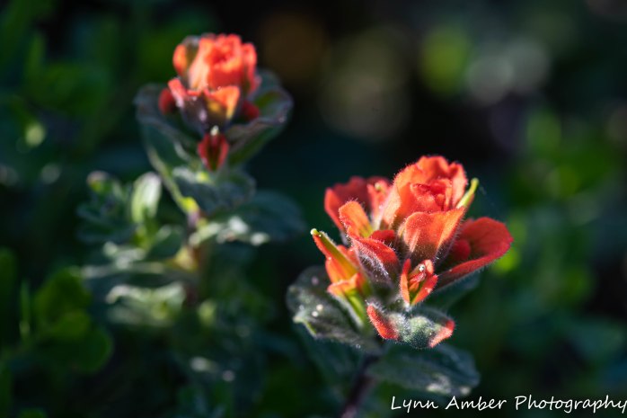 Point Lobos SNR (32 of 43)